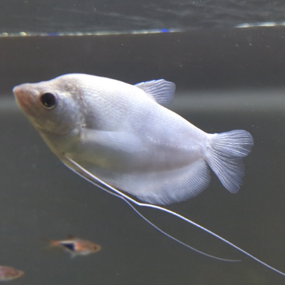 philosophicalfish