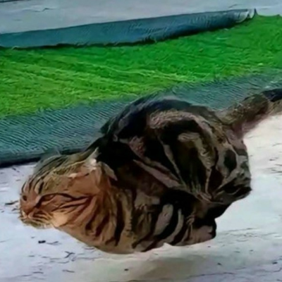wgwz