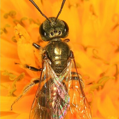 BurnaBee